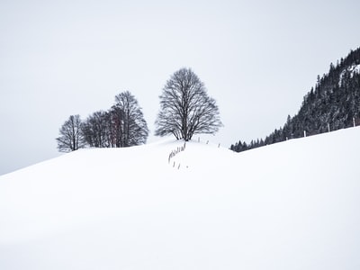 光秃秃的树木被雪覆盖
